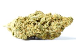 Super Silver Haze Flower
