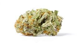 Sugar Cookies Flower