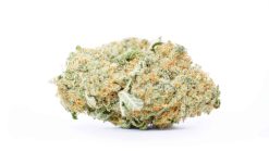 Blue Dream Flower