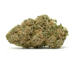 Blue Magoo Strain