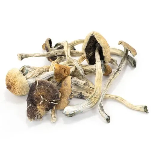 Amazonian Cubensis Magic Mushrooms
