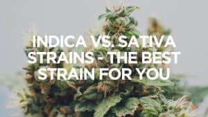 Indica vs. Sativa Strains - The Best Strain For You
