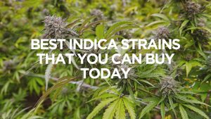 Best Indica Strains That You Can Buy Today