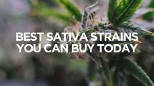 Best Sativa Strains You Can Buy Today