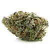 Black Domina