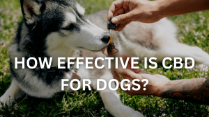 cbd for dogs