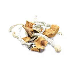 B+ Cubensis Magic Mushrooms