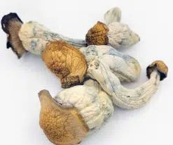 Gold Member Magic Mushrooms