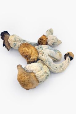 Gold Member Magic Mushrooms