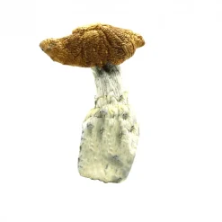 king kong magic mushrooms