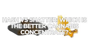 Hash Vs Shatter: Which Is The Better Cannabis Concentrate?
