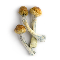 Trinity Magic Mushrooms
