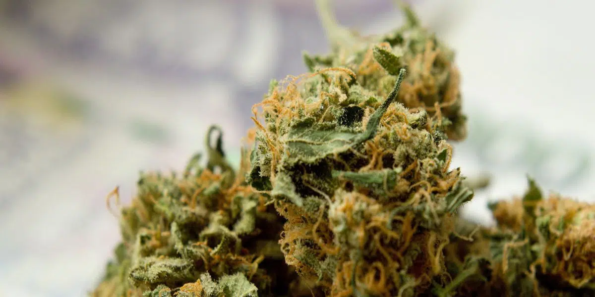 budLyft online dispensary first order sample pack 1200x600 1 | Budlyft