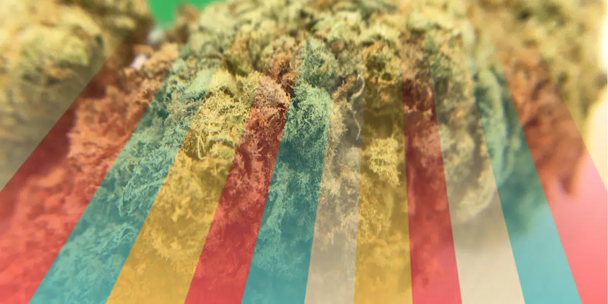 budLyft online dispensary free gifts 1200x600 1 | Budlyft